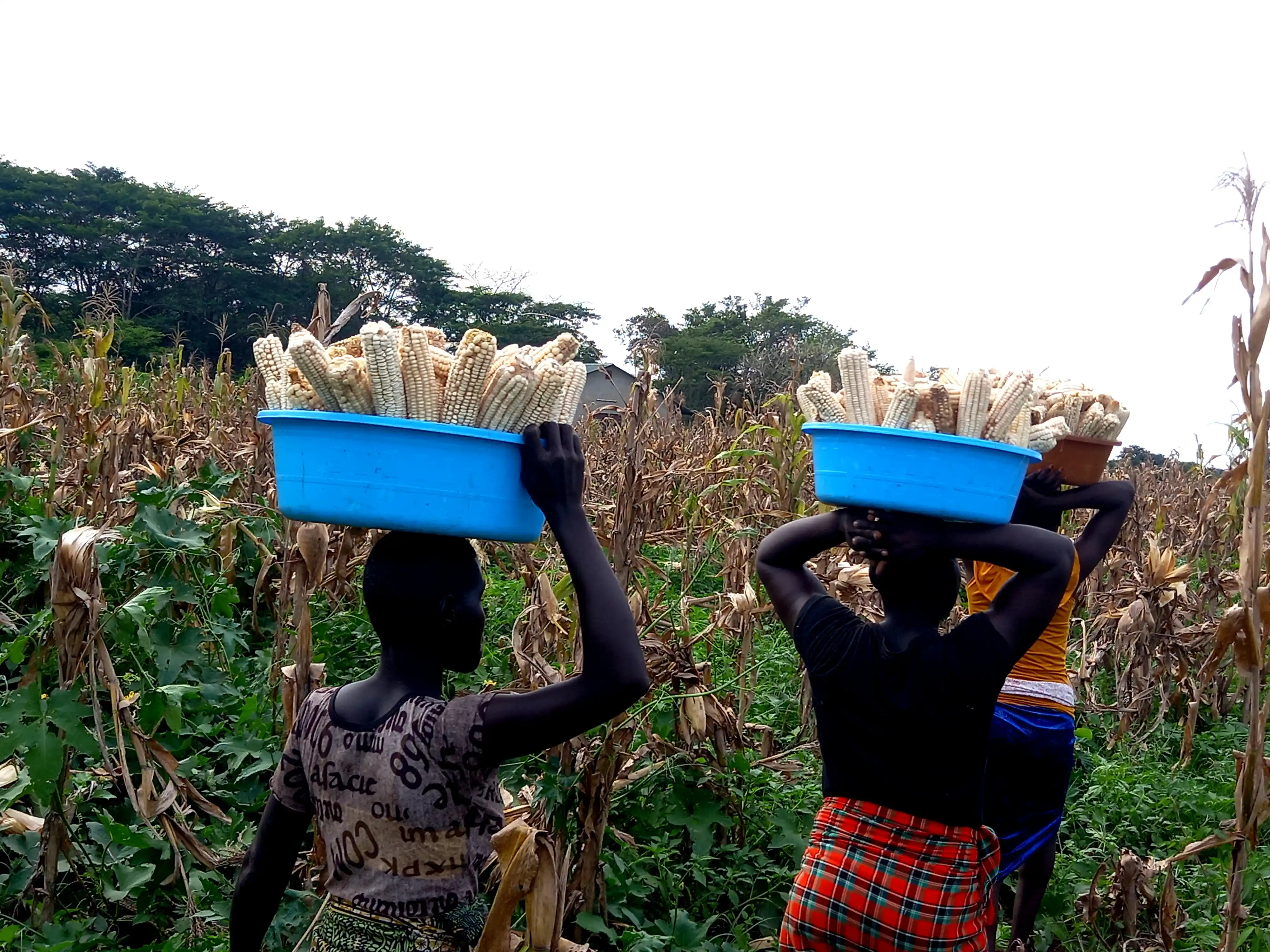 Maize Crop Field
