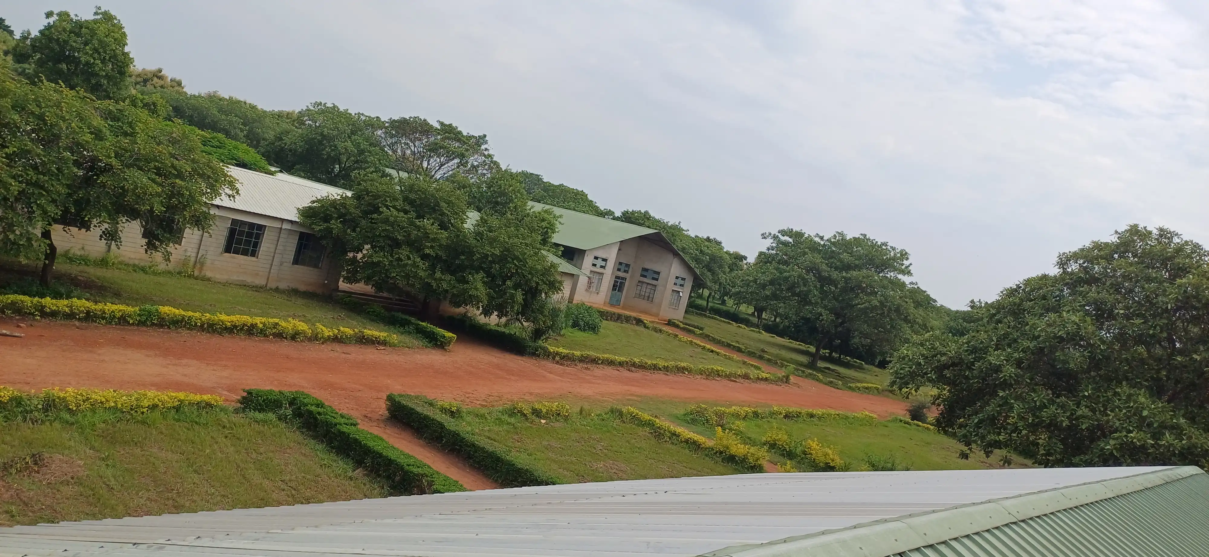 Maize Crop Field